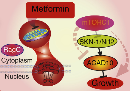 Read more about the article How diabetes drug metformin prevents, suppresses cancer growth | KurzweilAI