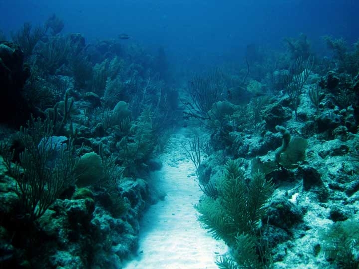 You are currently viewing Mexico Launches Scheme to Insure Its Coral Reef