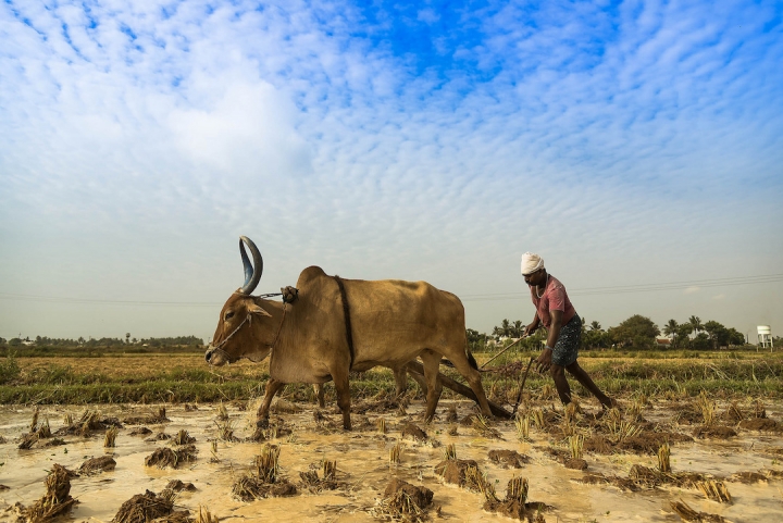 Read more about the article New Findings Show How Climate Change Is Influencing India’s Farmer Suicides
