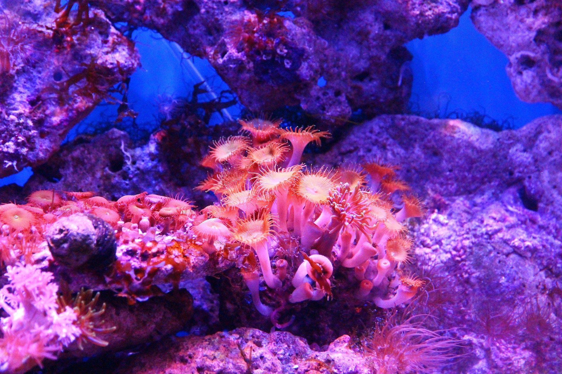 Read more about the article For Some Corals, Going Bright May Be Part of Their Fight